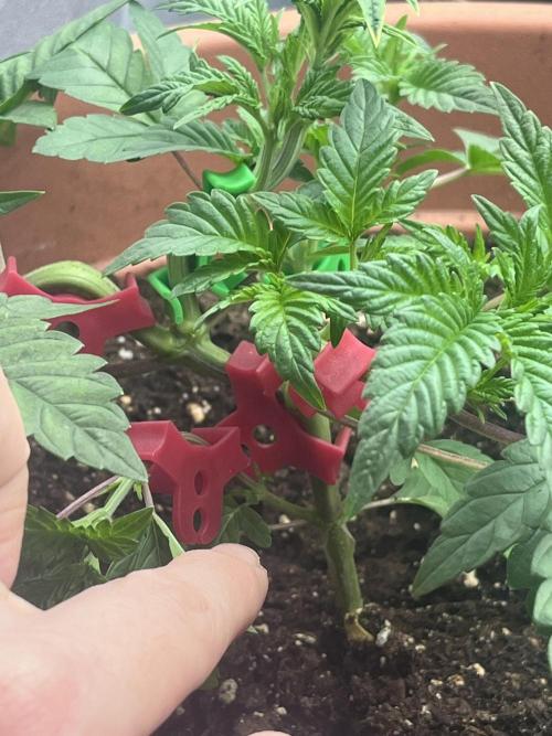Barney’s Papaya frosting by barney’s. Week 2