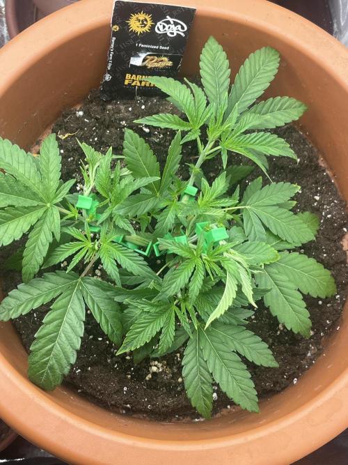 Barney’s Papaya frosting by barney’s. Week 2
