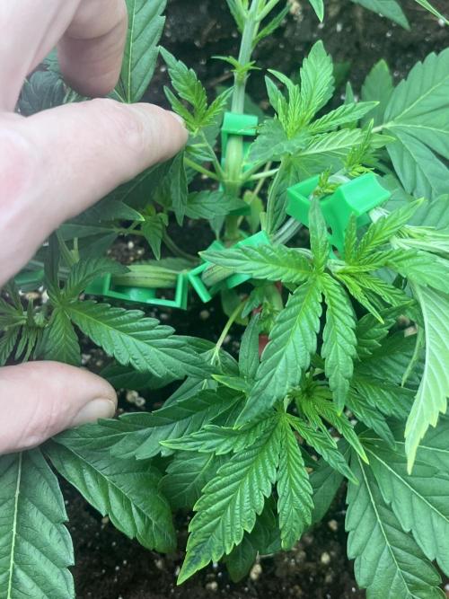 Barney’s Papaya frosting by barney’s. Week 2
