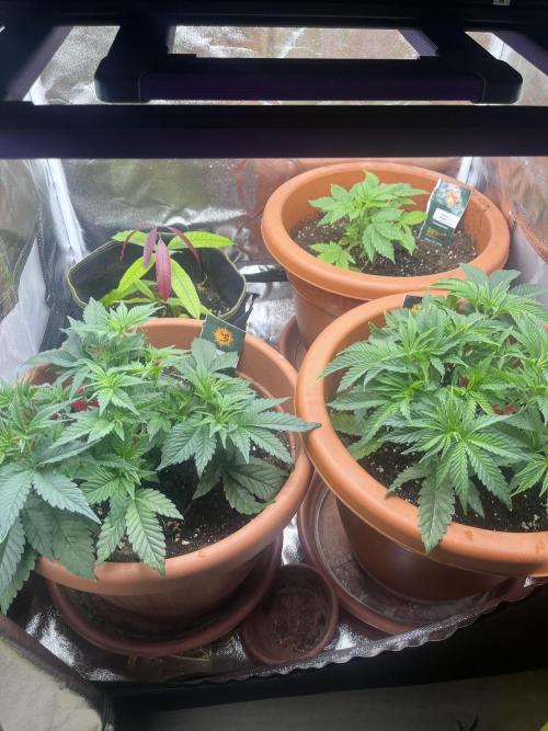 Barney’s Papaya frosting by barney’s. Week 3