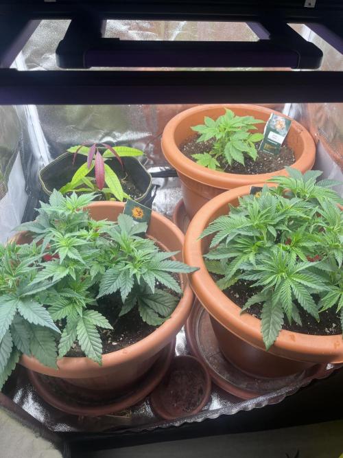 Barney’s Papaya frosting by barney’s. Week 3