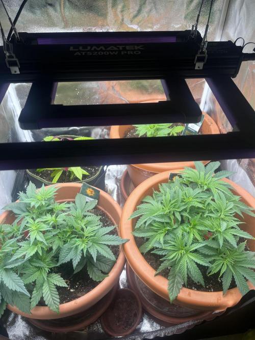 Barney’s Papaya frosting by barney’s. Week 3