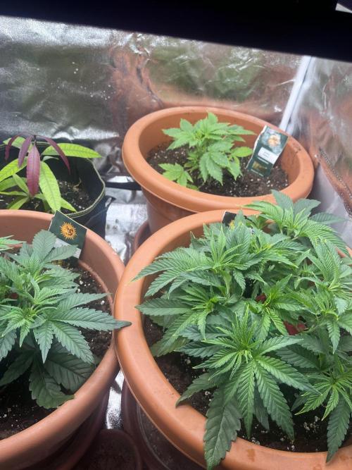 Barney’s Papaya frosting by barney’s. Week 3
