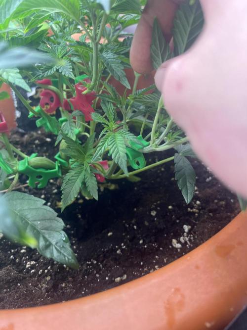 Barney’s Papaya frosting by barney’s. Week 3