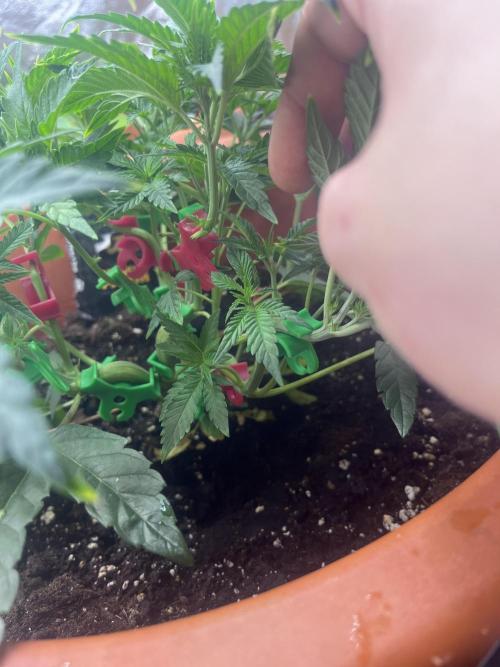 Barney’s Papaya frosting by barney’s. Week 3