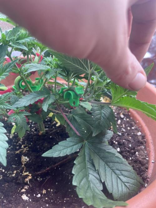 Barney’s Papaya frosting by barney’s. Week 3