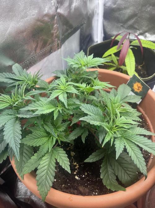 Barney’s Papaya frosting by barney’s. Week 3