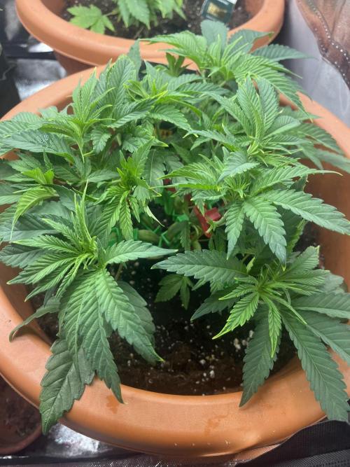 Barney’s Papaya frosting by barney’s. Week 3