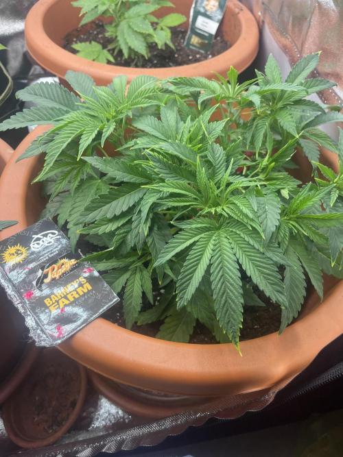 Barney’s Papaya frosting by barney’s. Week 3