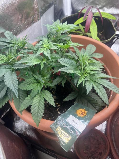 Barney’s Papaya frosting by barney’s. Week 3