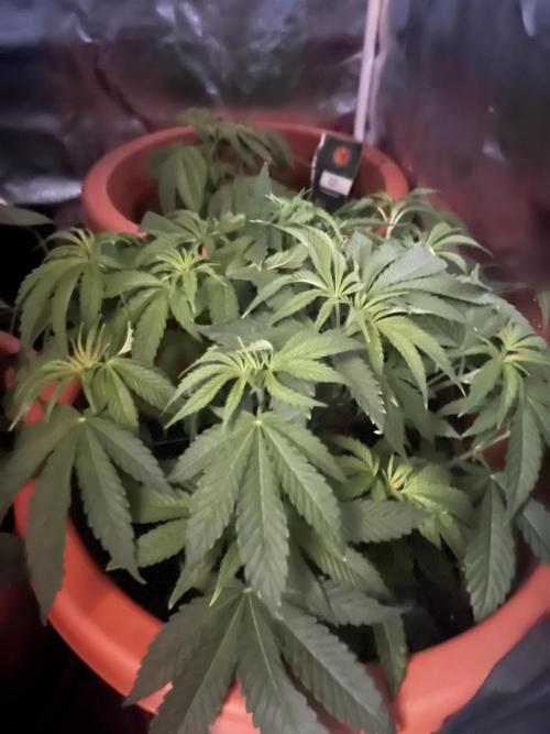 Barney’s Papaya frosting by barney’s. Week 4
