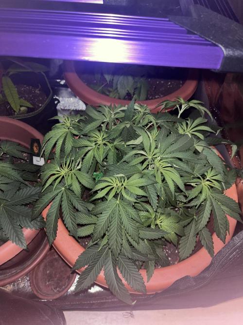 Barney’s Papaya frosting by barney’s. Week 4