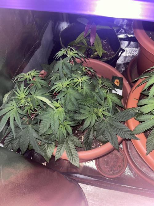 Barney’s Papaya frosting by barney’s. Week 4