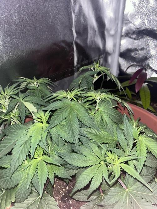 Barney’s Papaya frosting by barney’s. Week 4