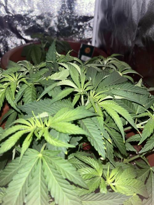 Barney’s Papaya frosting by barney’s. Week 4