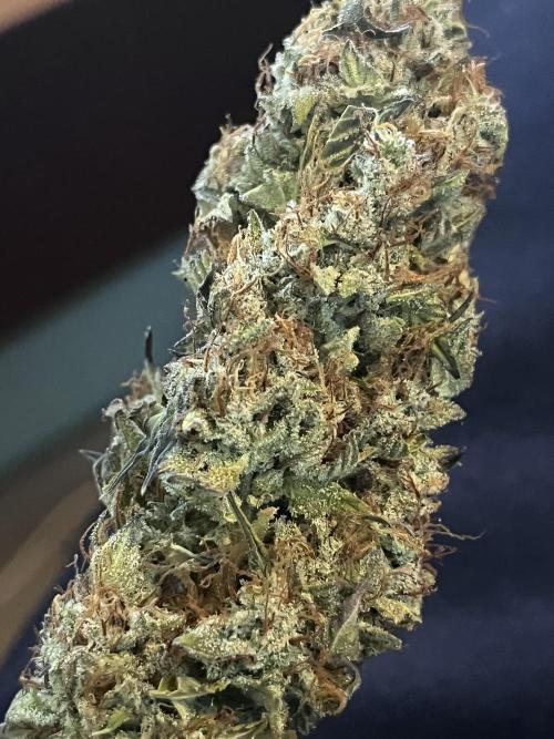 Barney’s farm automatic. Week 14