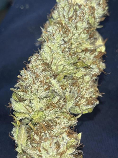Barney’s farm automatic. Week 14