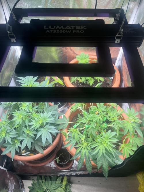 Barney’s Papaya frosting by barney’s. Week 4