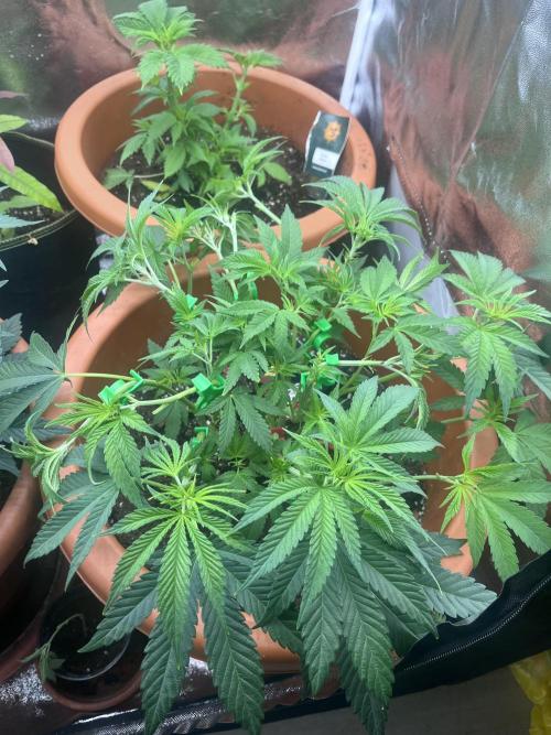 Barney’s Papaya frosting by barney’s. Week 4