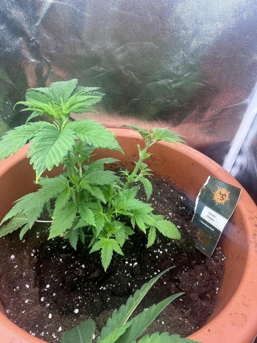 Barney’s Papaya frosting by barney’s. Week 4