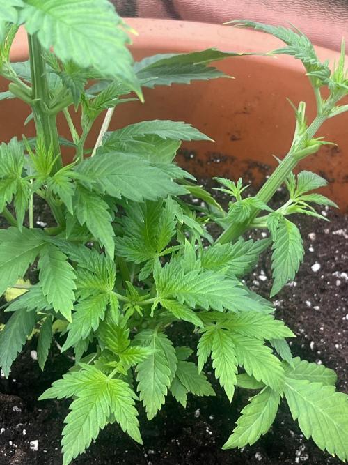 Barney’s Papaya frosting by barney’s. Week 4
