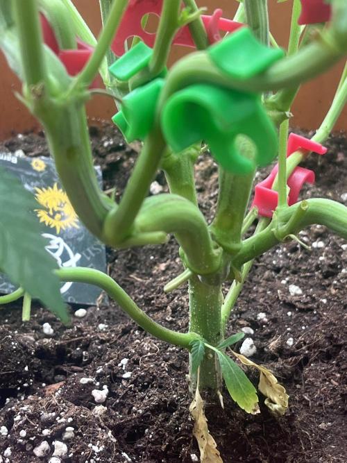 Barney’s Papaya frosting by barney’s. Week 4