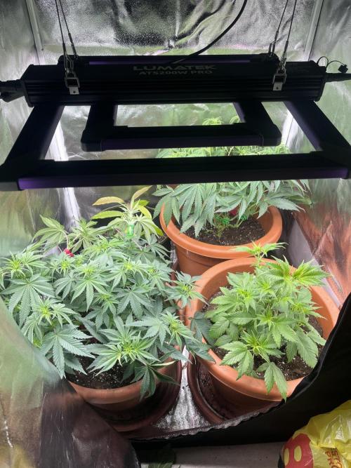 Barney’s Papaya frosting by barney’s. Week 5