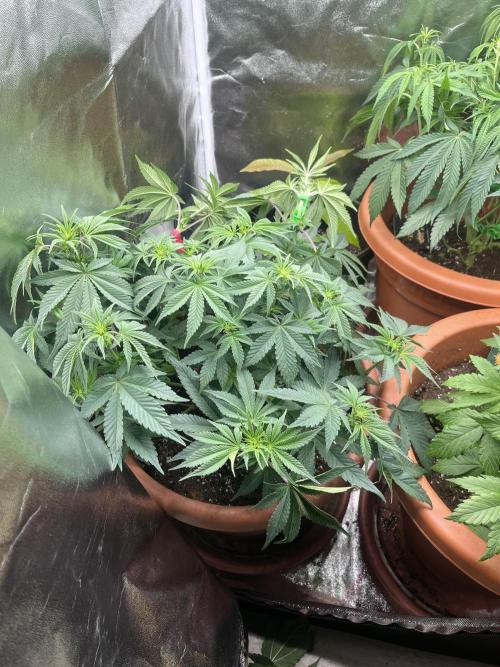 Barney’s Papaya frosting by barney’s. Week 5