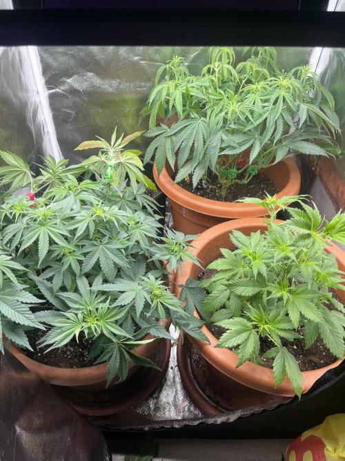 Barney’s Papaya frosting by barney’s. Week 5