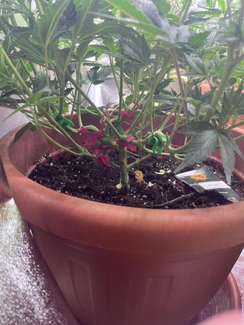Barney’s Papaya frosting by barney’s. Week 5