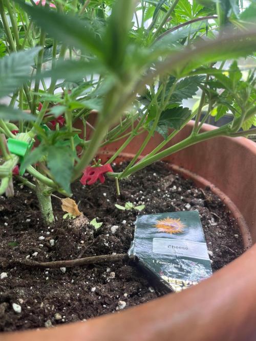 Barney’s Papaya frosting by barney’s. Week 5