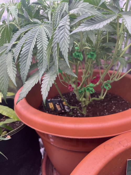 Barney’s Papaya frosting by barney’s. Week 5