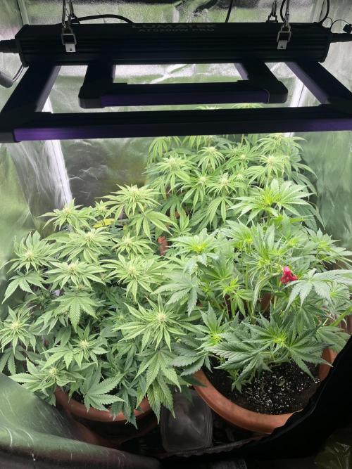Barney’s Papaya frosting by barney’s. Week 6