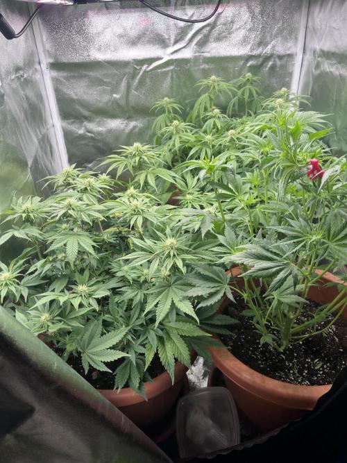 Barney’s Papaya frosting by barney’s. Week 6