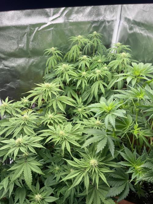 Barney’s Papaya frosting by barney’s. Week 6