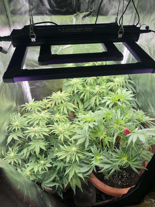 Barney’s Papaya frosting by barney’s. Week 6