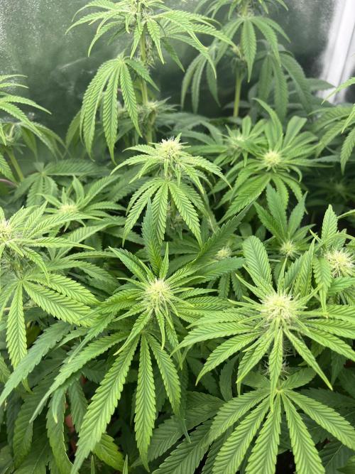 Barney’s Papaya frosting by barney’s. Week 6