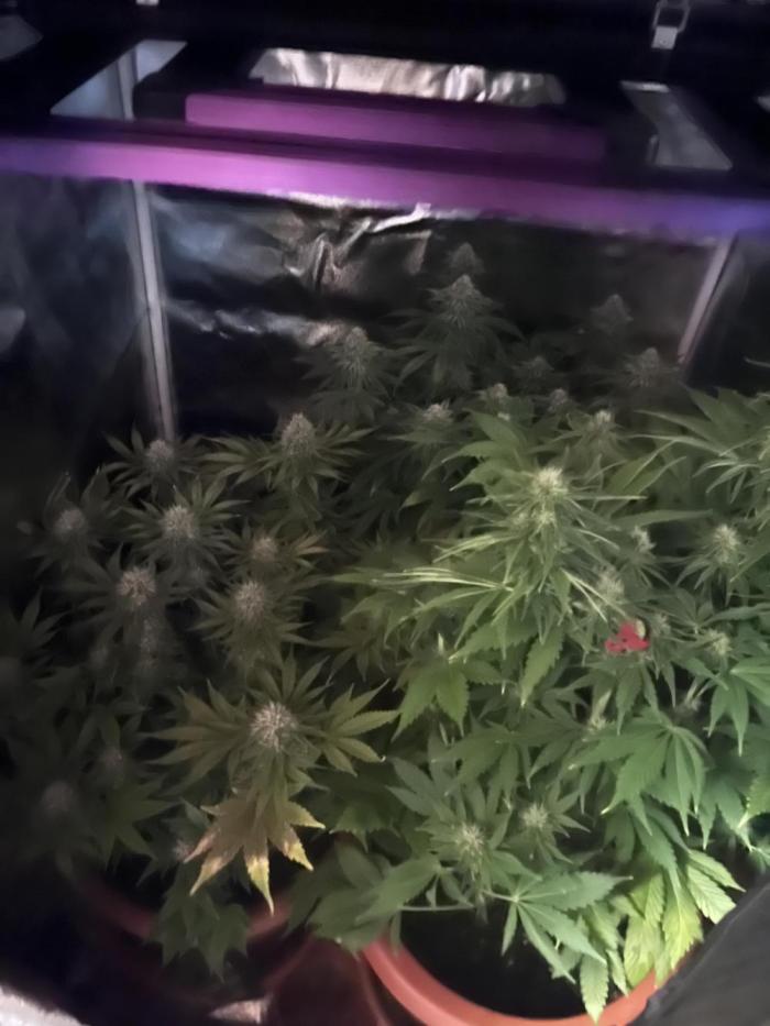 Barney’s Papaya frosting by barney’s. Week 7