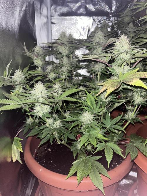 Barney’s Papaya frosting by barney’s. Week 8