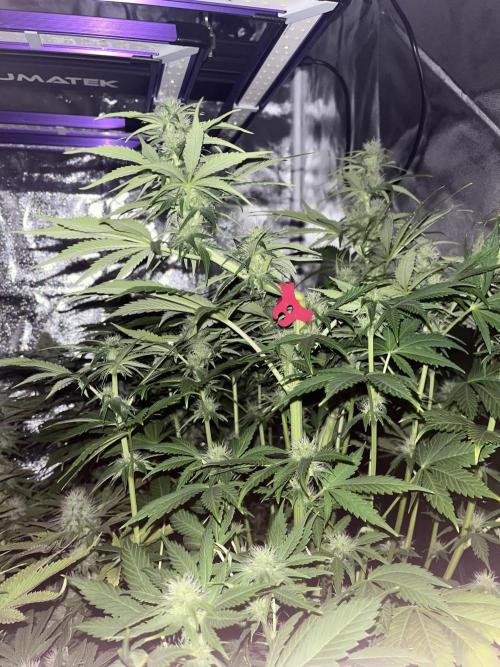 Barney’s Papaya frosting by barney’s. Week 8