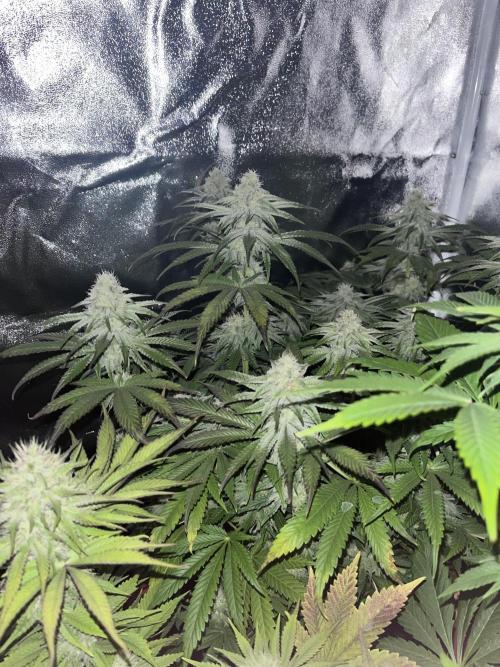 Barney’s Papaya frosting by barney’s. Week 8