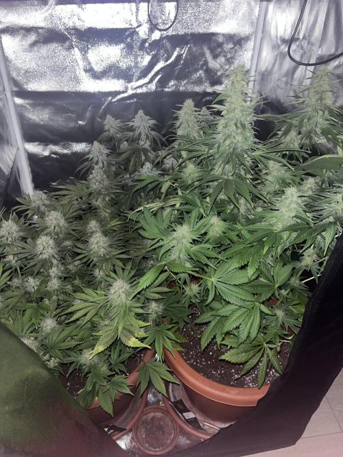Barney’s Papaya frosting by barney’s. Week 9