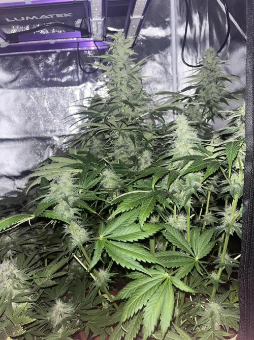 Barney’s Papaya frosting by barney’s. Week 9