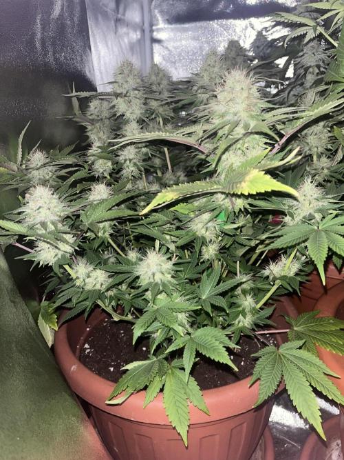Barney’s Papaya frosting by barney’s. Week 9
