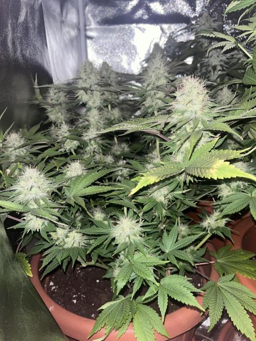 Barney’s Papaya frosting by barney’s. Week 9