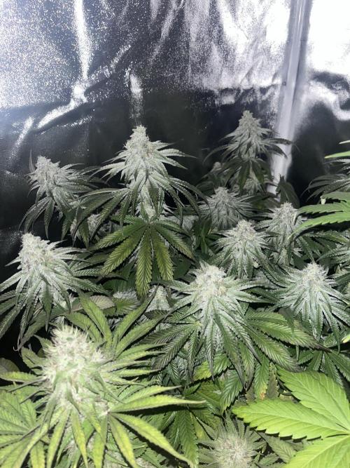 Barney’s Papaya frosting by barney’s. Week 9