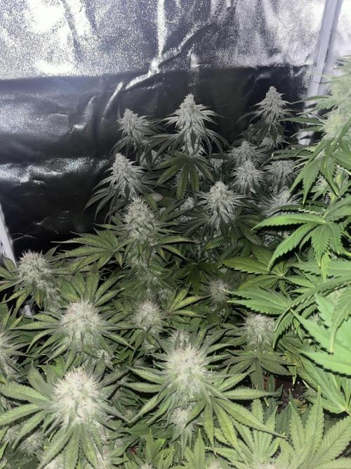 Barney’s Papaya frosting by barney’s. Week 9