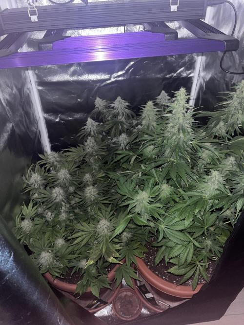 Barney’s Papaya frosting by barney’s. Week 9