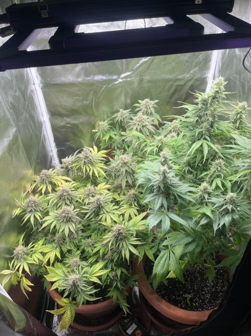 Barney’s Papaya frosting by barney’s. Week 10