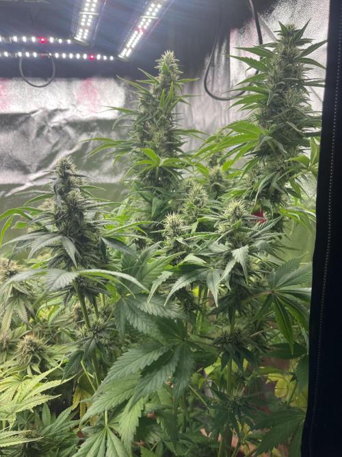 Barney’s Papaya frosting by barney’s. Week 10